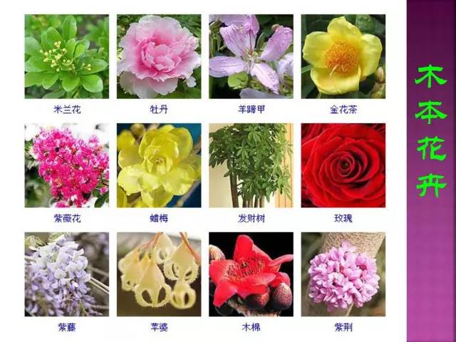 超全常见花卉植物图谱(1332种)