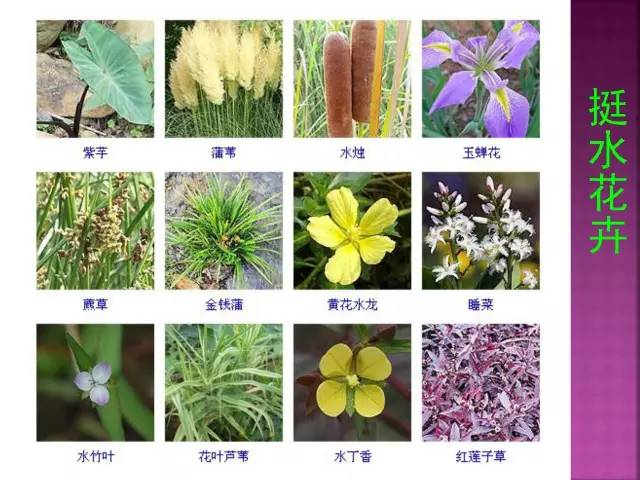 超全常见花卉植物图谱(1332种)