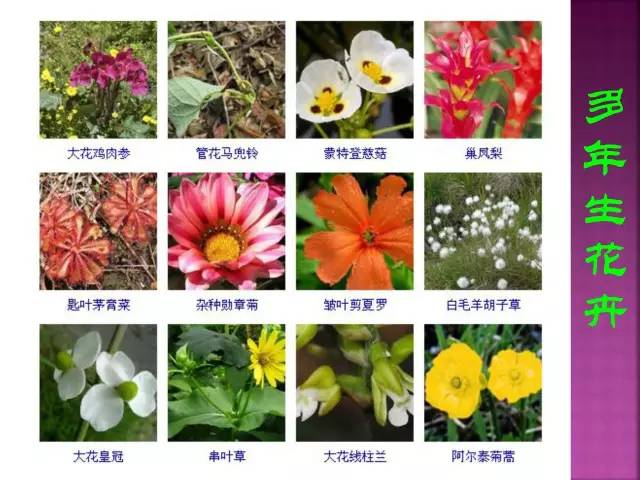 超全常见花卉植物图谱(1332种)