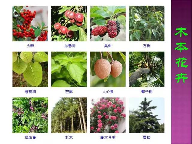 超全常见花卉植物图谱(1332种)