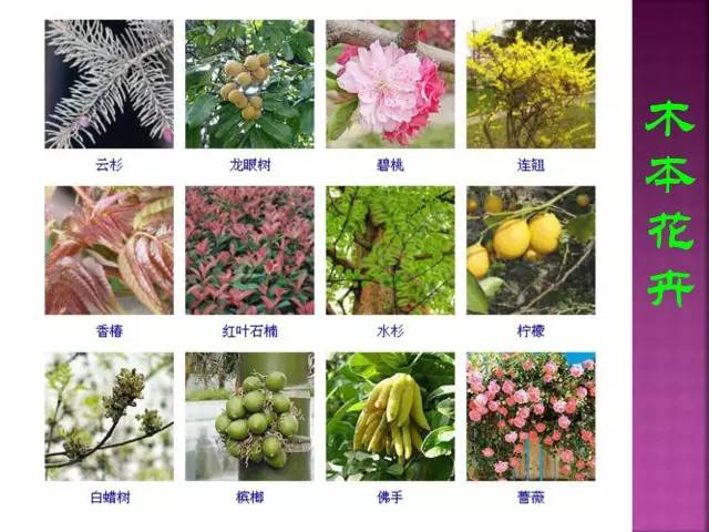 超全常见花卉植物图谱(1332种)