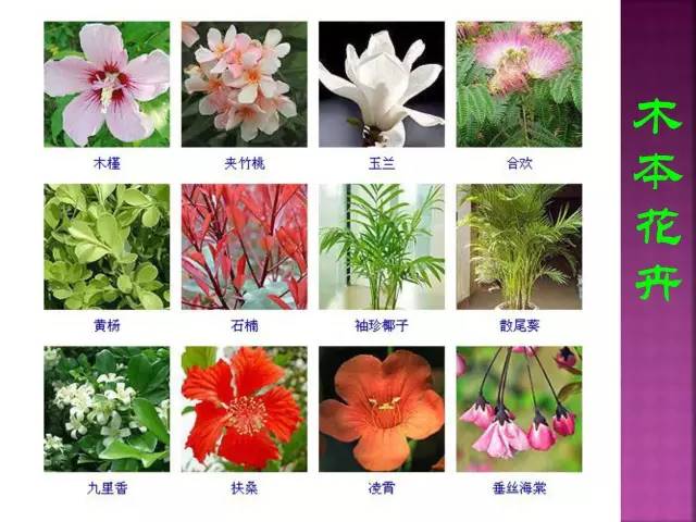 超全常见花卉植物图谱(1332种)