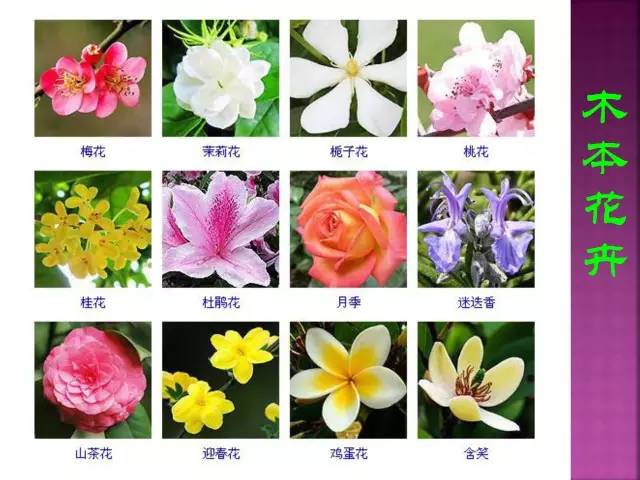 超全常见花卉植物图谱(1332种)