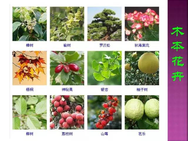 超全常见花卉植物图谱(1332种)