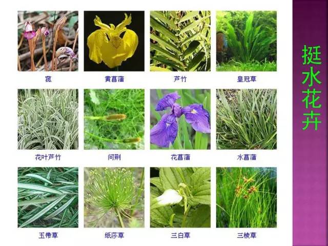 超全常见花卉植物图谱(1332种)