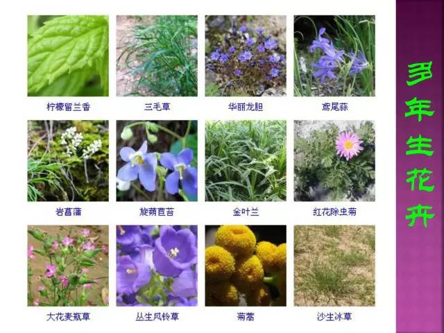 超全常见花卉植物图谱(1332种)