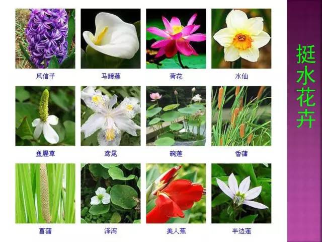 超全常见花卉植物图谱(1332种)