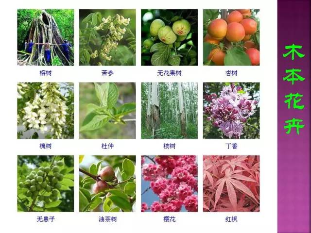 超全常见花卉植物图谱(1332种)