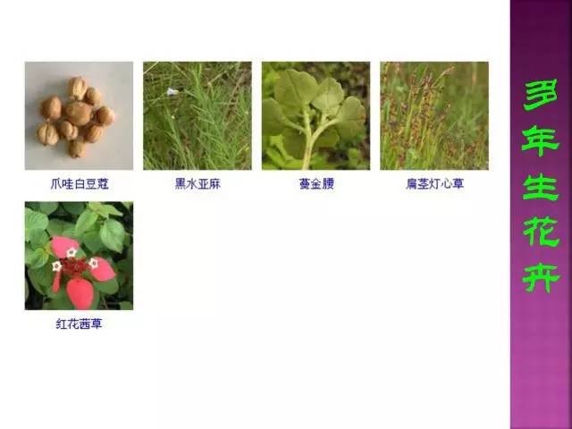 超全常见花卉植物图谱(1332种)