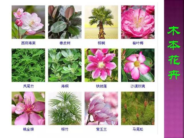 超全常见花卉植物图谱(1332种)