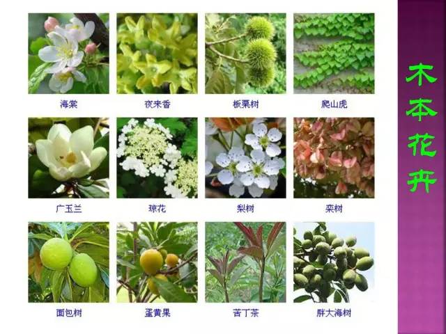 超全常见花卉植物图谱(1332种)