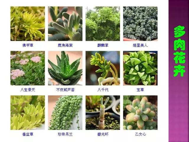 超全常见花卉植物图谱(1332种)