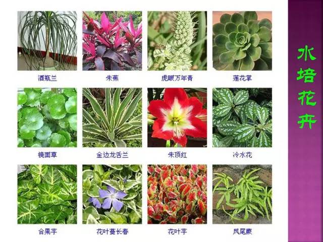 超全常见花卉植物图谱(1332种)