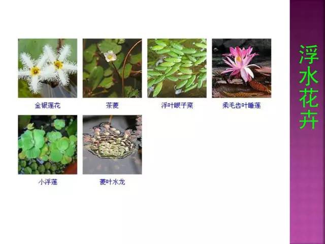 超全常见花卉植物图谱(1332种)