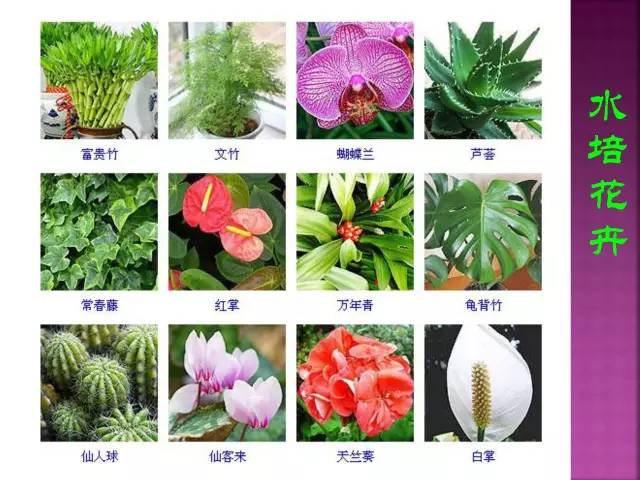 超全常见花卉植物图谱(1332种)