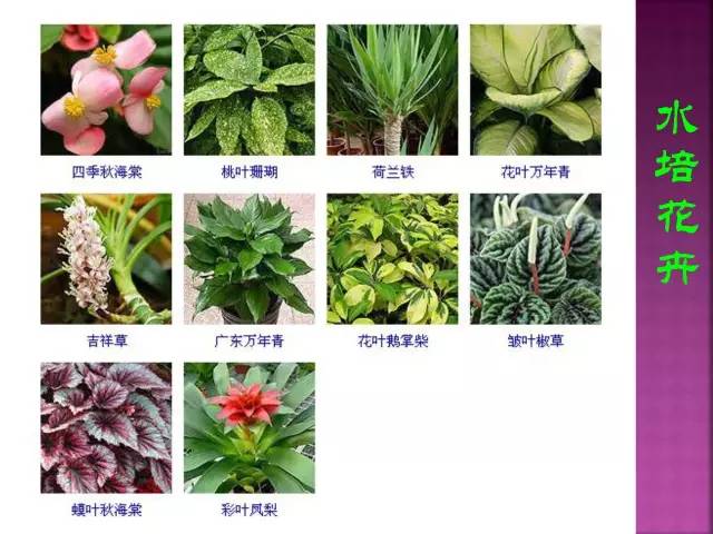 超全常见花卉植物图谱(1332种)