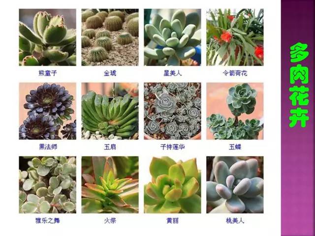 超全常见花卉植物图谱(1332种)