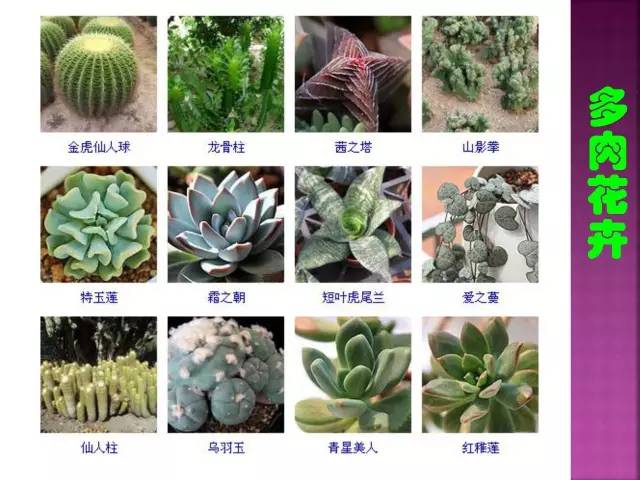 超全常见花卉植物图谱(1332种)