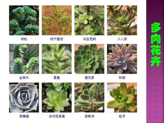 超全常见花卉植物图谱(1332种)