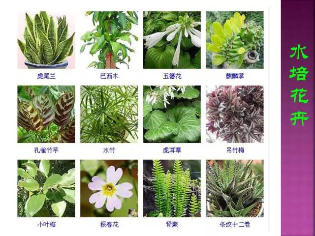 超全常见花卉植物图谱(1332种)