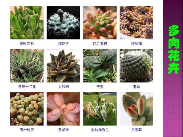 超全常见花卉植物图谱(1332种)