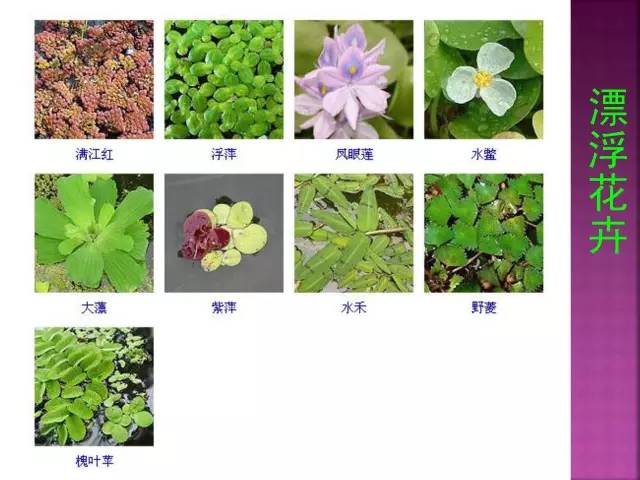 超全常见花卉植物图谱(1332种)