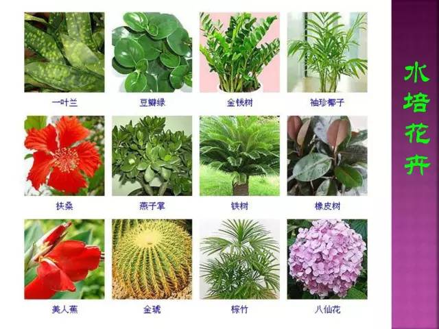 超全常见花卉植物图谱(1332种)