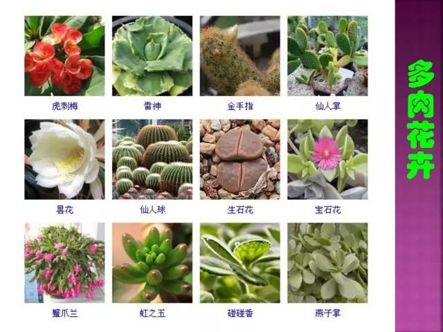 超全常见花卉植物图谱(1332种)