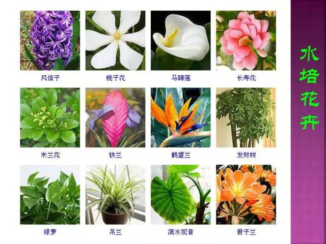 超全常见花卉植物图谱(1332种)