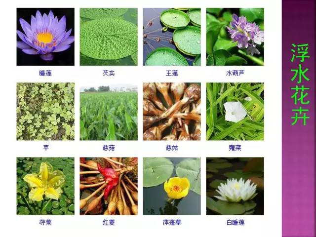 超全常见花卉植物图谱(1332种)