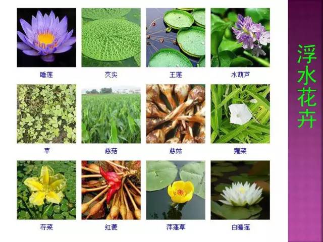 超全常见花卉植物图谱(1332种)