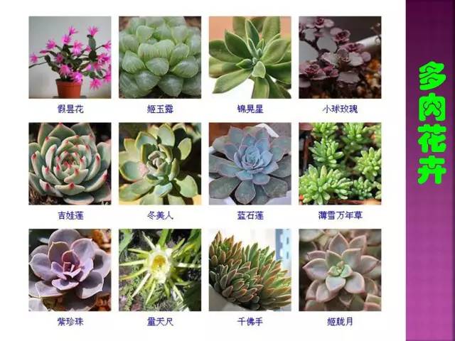 超全常见花卉植物图谱(1332种)