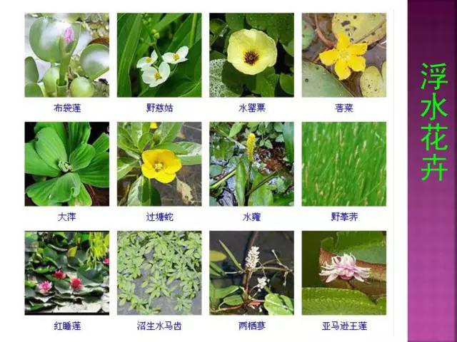 超全常见花卉植物图谱(1332种)