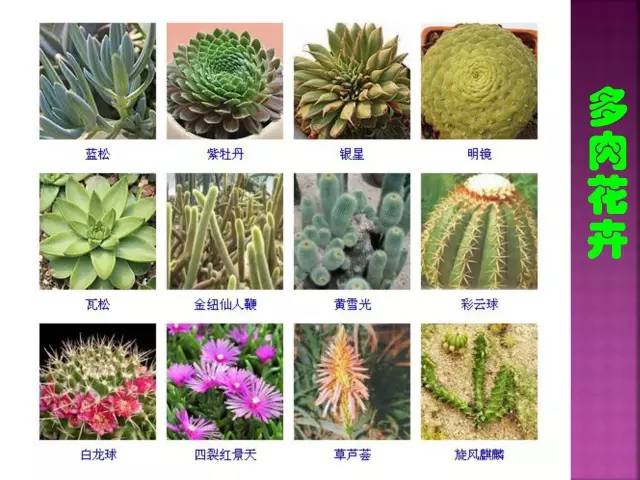 超全常见花卉植物图谱(1332种)