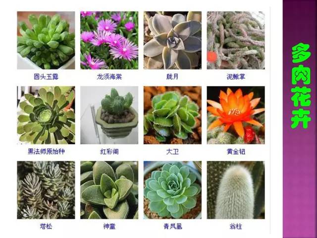 超全常见花卉植物图谱(1332种)