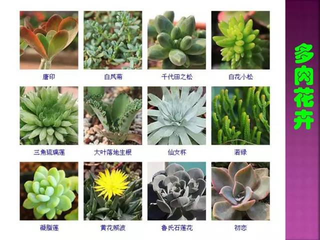 超全常见花卉植物图谱(1332种)