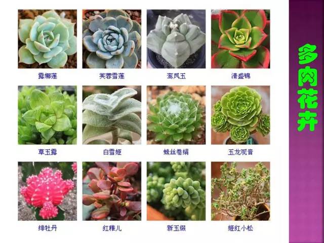 超全常见花卉植物图谱(1332种)