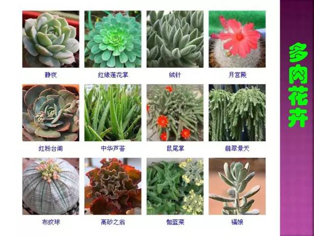 超全常见花卉植物图谱(1332种)