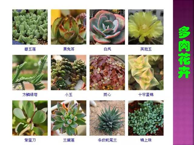 超全常见花卉植物图谱(1332种)