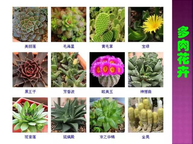 超全常见花卉植物图谱(1332种)