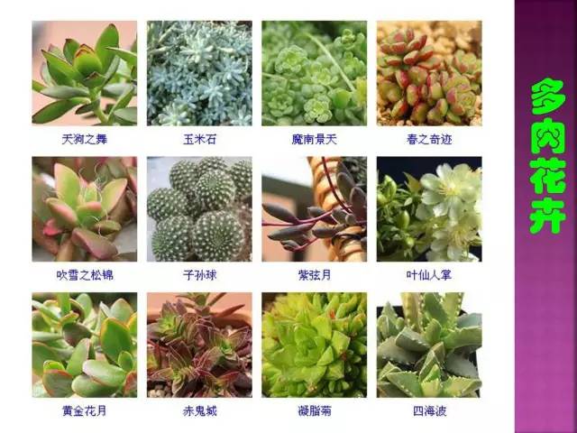 超全常见花卉植物图谱(1332种)