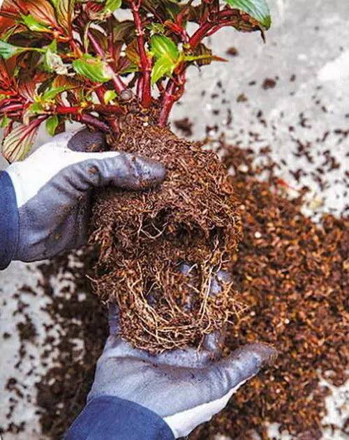 花友必看，盆栽植物什么时候换盆