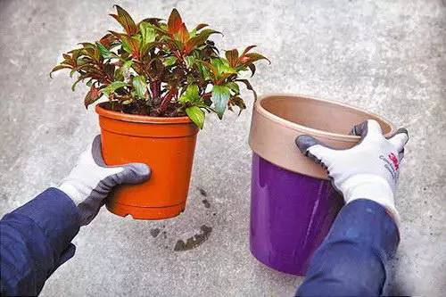 花友必看，盆栽植物什么时候换盆