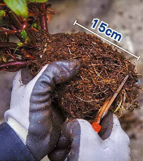 花友必看，盆栽植物什么时候换盆