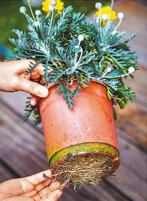 花友必看，盆栽植物什么时候换盆