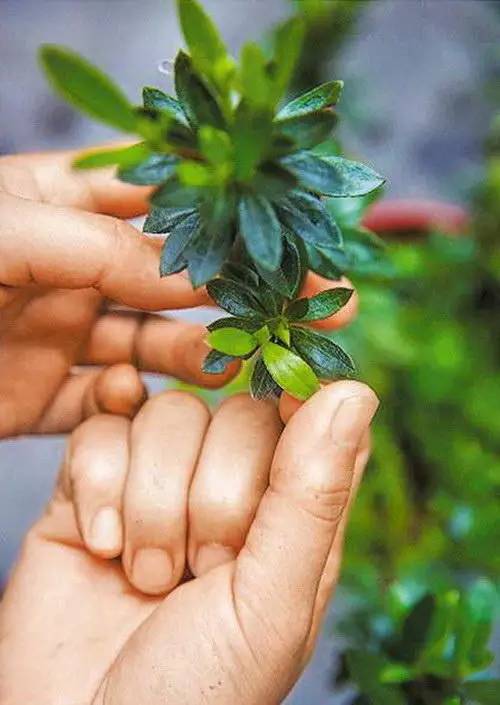 花友必看，盆栽植物什么时候换盆