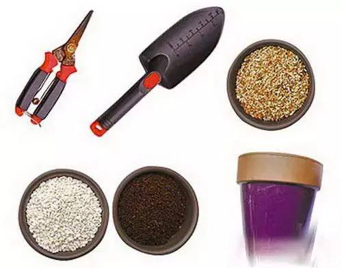 花友必看，盆栽植物什么时候换盆