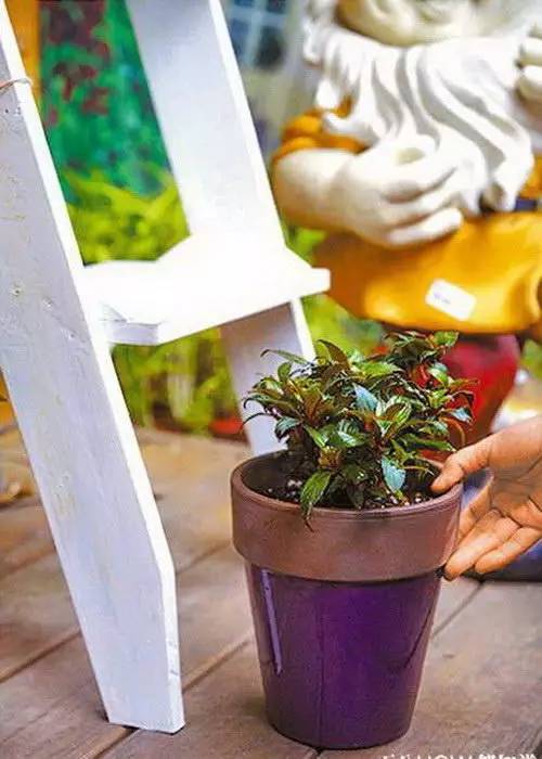 花友必看，盆栽植物什么时候换盆