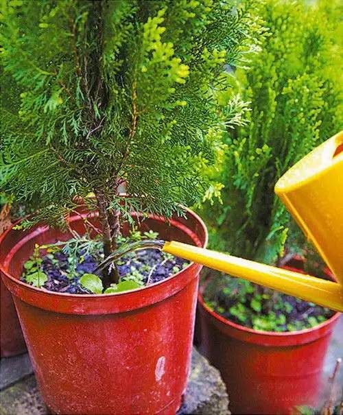 花友必看，盆栽植物什么时候换盆