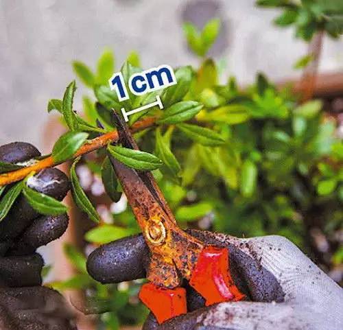 花友必看，盆栽植物什么时候换盆